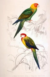 1. Periquito-de-cabeça-amarela. 2. Periquito Omni-colorido