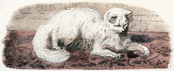 Angora cat - " Alfabeto ilustra animais" século XIX (gravura)