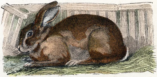 Coelho doméstico- " Alfabeto ilustra animais" século XIX (gravura)