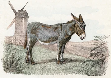 Burro do 