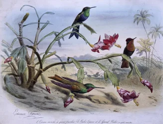 Colibris: colibri-de-cauda-bifurcada, rubi-topázio e rubi-grande - desenhados por E. Traviès