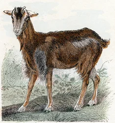 Cabra- " Alfabeto ilustra animais" século XIX (gravura)