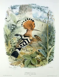 Poupa (Upupa Epops)
