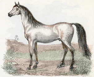 Cavalo- " Alfabeto ilustra animais" século XIX (gravura)