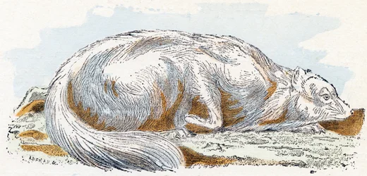Isatis (raposa polar ou árctica)- " Alfabeto ilustra animais" século XIX (gravura)