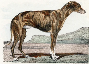 Levrier (cão)- " Alfabeto ilustra animais" século XIX (gravura)