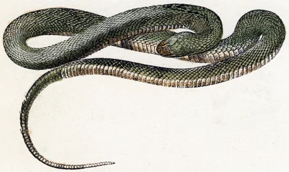 Naja (cobra) - "Alfabeto ilustra animais" século XIX (gravura)