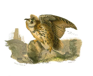 Quadro de História Natural: quadro zoológico representando aves de rapina durante o dia. O grão-duque
