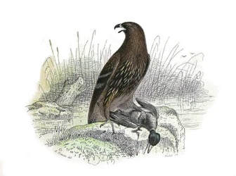 Conselho de História Natural: Tábua Zoológica representando aves de rapina à noite. A pequena águia. Placa retirada dos nove volumes sobre aves em "Obras completas de Buffon" escrito pelo naturalista Georges Louis Leclerc, Conde de Buffon (1707-1788) entre