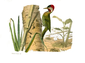 Conselho de História Natural: Conselho zoológico que representa os escaladores. Pico listrado de Cayenne. Placa retirada dos nove volumes sobre pássaros em “” Obras completas de Buffon ”” ”escrita pelo naturalista Georges Louis Leclerc, Conde de Buffon