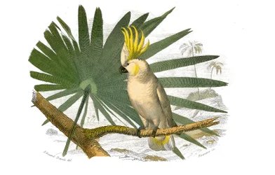 Conselho de História Natural: Quadro zoológico representando escaladores. Os kakatoes têm hupe amarelo. Placa retirada dos nove volumes sobre aves em "Obras completas de Buffon" escrito pelo naturalista Georges Louis Leclerc, Conde de Buffon (1707-1788) en