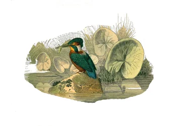 Conselho de História Natural: Tábua Zoológica que representa as passerines do sindactyl (com dois ou mais dedos de refrigerante juntos). O martim-pescador. Placa retirada dos nove volumes sobre aves em "Obras completas de Buffon" escrito pelo naturalista G