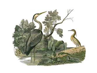 Conselho de História Natural: Tábua Zoológica representando aves aquáticas e limícolas cultrirostrosas (com bicos grandes, longos e fortes): garças e caranguejos. Placa extraída dos nove volumes sobre aves em "Obras completas de Buffon", escrito pelo natur