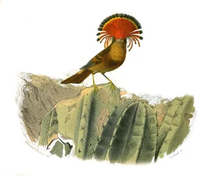 Placa de História Natural: Placa zoológica representando as passerines dentirostróficas (com equâncreas). Rei das moscas. Placa retirada dos nove volumes sobre aves em "Obras completas de Buffon" escrito pelo naturalista Georges Louis Leclerc, Conde de Buf