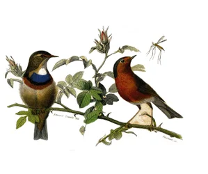 Placa de História Natural: quadro zoológico representando passeriformes dentirostro