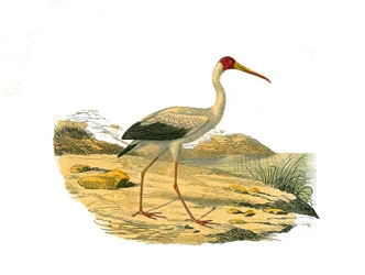 Placa de História Natural: Tábua Zoológica representando os chassiers longirostrous (com notas longas e magras): a Íbis Branca. Placa retirada dos nove volumes sobre aves em "Obras completas de Buffon" escrito pelo naturalista Georges Louis Leclerc, Conde 