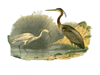 Placa de História Natural: Placa zoológica representando aves aquáticas e limícolas cultrirostrous (com bicos grandes, longos e fortes): eagrette e garças roxas. Placa extraída dos nove volumes sobre aves em "Obras completas de Buffon", escrito pelo natura
