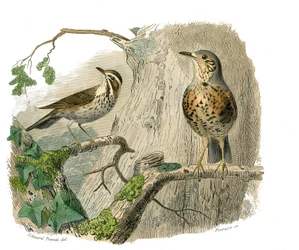 Quadro de história natural: Quadro zoológico representando passeriformes conirostróficos (bico cônico). Os amaldiçoados e drenados. Placa retirada dos nove volumes sobre aves em "Obras completas de Buffon" escrito pelo naturalista Georges Louis Leclerc, Co
