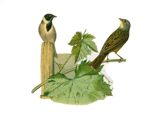 Quadro de história natural: Quadro zoológico representando passeriformes conirostróficos (bico cônico). Reed ortolan e ortolan. Placa retirada dos nove volumes sobre aves em "Obras completas de Buffon" escrito pelo naturalista Georges Louis Leclerc, Conde 
