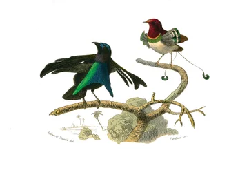 Prancha de história natural: prancha zoológica representando passeriformes conirrostros (bico cónico). O manucode-preto e o manucode. Prancha dos nove volumes sobre aves nas “Œuvres complètes de Buffon”, escritas pelo naturalista Georges Louis Leclerc