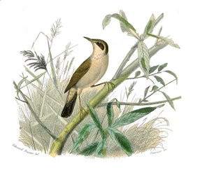 Quadro de história natural: Quadro zoológico representando passeriformes conirostróficos (bico cônico). A ruiva. Placa retirada dos nove volumes sobre aves em "Obras completas de Buffon" escrito pelo naturalista Georges Louis Leclerc, Conde de Buffon (1707