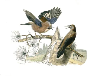 Quadro de história natural: Quadro zoológico representando passeriformes conirostróficos (bico cônico). Biscoito de Jay e nozes. Placa retirada dos nove volumes sobre aves em "Obras completas de Buffon" escrito pelo naturalista Georges Louis Leclerc, Conde