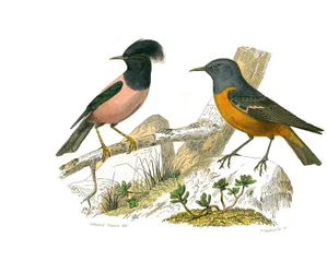Quadro de história natural: quadro zoológico que representa passeriformes conirostros