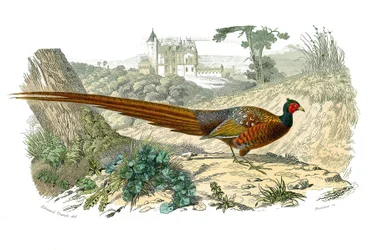 Quadro de história natural: Quadro zoológico representando gallináceos: faisão. Placa retirada dos nove volumes sobre aves em "Obras completas de Buffon" escrito pelo naturalista Georges Louis Leclerc, Conde de Buffon (1707-1788) entre 1749 e 1785. Illustr