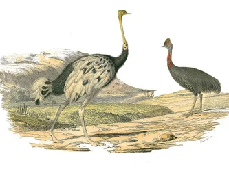 Quadro de história natural: Quadro zoológico representando as avestruzes: avestruz e casoar. Placa retirada dos nove volumes sobre aves em "Obras completas de Buffon" escrito pelo naturalista Georges Louis Leclerc, Conde de Buffon (1707-1788) entre 1749 e 