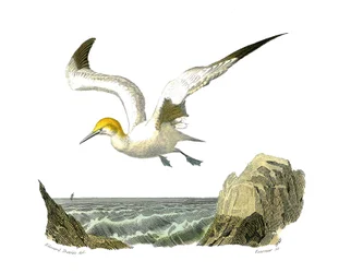 Quadro de história natural: Tábua zoológica representando totipalms (pesca submarina). O bassan. Placa retirada dos nove volumes sobre aves em "Obras completas de Buffon" escrito pelo naturalista Georges Louis Leclerc, Conde de Buffon (1707-1788) entre 1