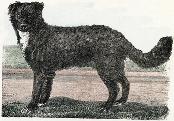 Terra Nova, Terra Nova - "Alfabeto ilustra animais" século XIX (gravura)