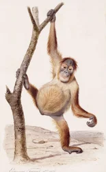Orangotango, 1836