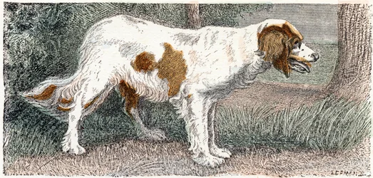 Spagneul (cão)- " Alfabeto ilustra animais" século XIX (gravura)