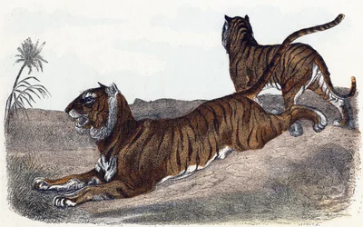 Tigres - " Alfabeto ilustra animais" século XIX (gravura)