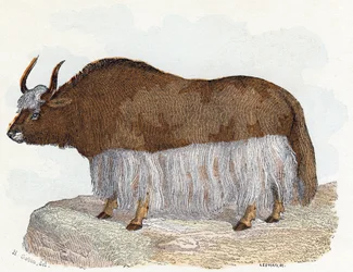Yak - «O alfabeto ilustra animais», século XIX