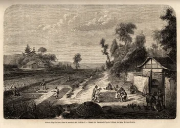Cenas da agricultura na época da colheita, na província de Pe-Tche-Li (Pe Tche Li)