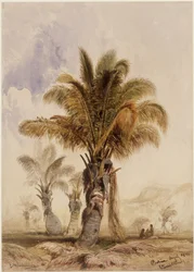 Coqueiros na Baía