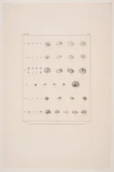 coleção de conchas de Christian VIII, placa I