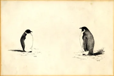 Pinguins imperadores