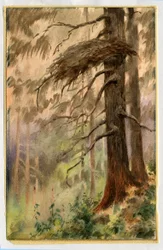 Ninho dos Açores, 1898-99 (wc no papel)