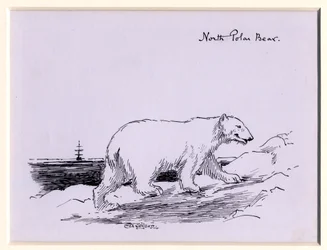 Urso Polar, c.1905 (tinta no papel)