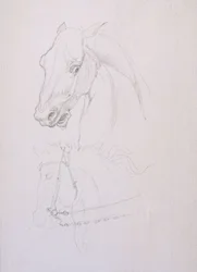 Estudo da cabeça de um cavalo (lápis sobre papel)