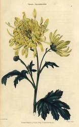 Crisântemo chinês de flor amarela
