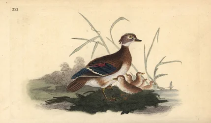 Pato americano de madeira (fêmea e jovem). Placa de cobre colorida à mão desenhada e gravada por Edward Donovan a partir de sua própria "Natural History of British Birds", Londres.