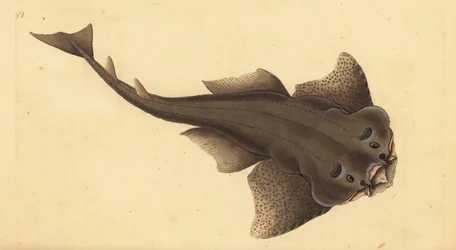 Angelshark, Squatina squatina. Criticamente em perigo. (Tubarão anjo, Squallus squatinus). Placa de cobre colorida à mão desenhada e gravada por Edward Donovan a partir de sua História Natural dos Peixes Britânicos, Donovan e F.C. e J. Rivington, Londres.