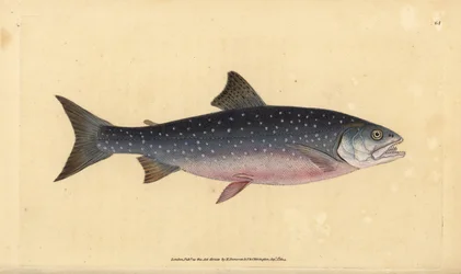 Arctic char, Salvelinus alpinus alpinus (salmão alpino, Salmo alpinus). Placa de cobre colorida à mão desenhada e gravada por Edward Donovan a partir de sua História Natural dos Peixes Britânicos, Donovan e F.C. e J. Rivington, Londres