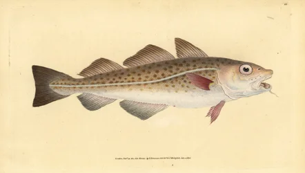 Bacalhau do Atlântico ou bacalhau. Gadus morhua. Vulnerável. Placa de cobre colorida à mão desenhada e gravada por Edward Donovan da sua História Natural dos Peixes Britânicos, Donovan e F.C. e J. Rivington, Londres.
