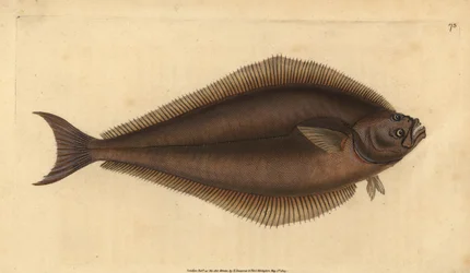 Alabote do Atlântico, Hippoglossus hippoglossus hippoglossus. Ameaçado. (Holibut, Pleuronectes hippoglossus). Placa de cobre colorida à mão desenhada e gravada por Edward Donovan a partir de sua História Natural dos Peixes Britânicos, Donovan e F.C. e J. R