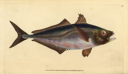 Carapau do Atlântico, Trachurus trachurus (Scad, Scomber trachurus). Placa de cobre colorida à mão desenhada e gravada por Edward Donovan a partir de sua História Natural dos Peixes Britânicos, Donovan e F.C. e J. Rivington, Londres