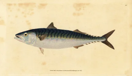 Atlantic mackerel, Scomber scombrus (Mackarel, Scomber scomber scomber). Placa de cobre colorida à mão desenhada e gravada por Edward Donovan a partir de sua História Natural dos Peixes Britânicos, Donovan e F.C. e J. Rivington, Londres